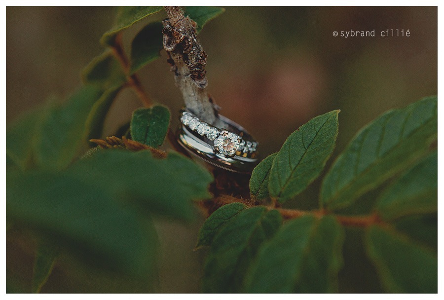 FZ_1827 copy