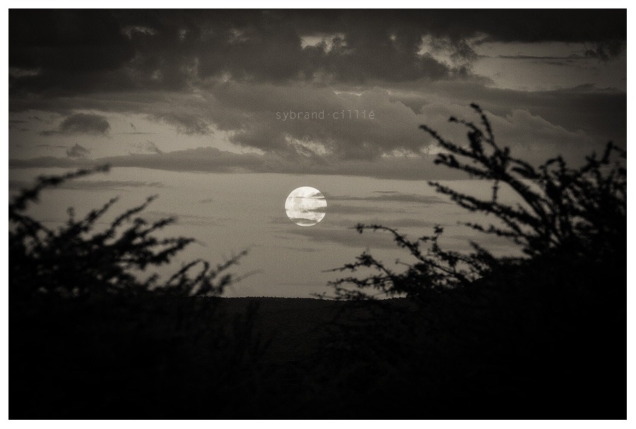 SH_2909 copy